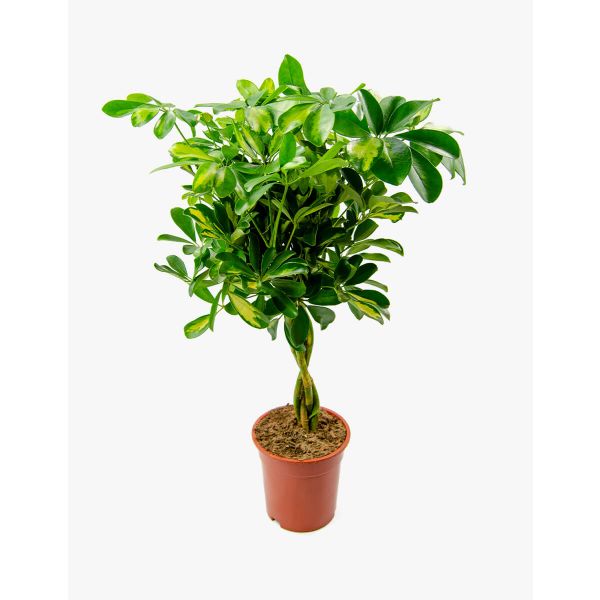 Flores no Cais Schefflera (Árvore-guarda-chuva)