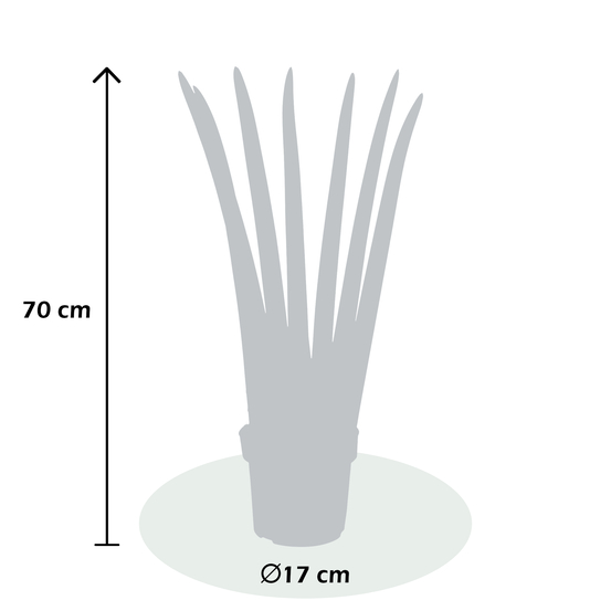 Sanseverie cylindrica Fan - pot D17cm