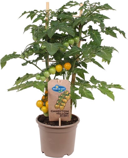 Kerstomaat geel (Solanum lycopersicum 'Candytom') D 14 H 45 cm