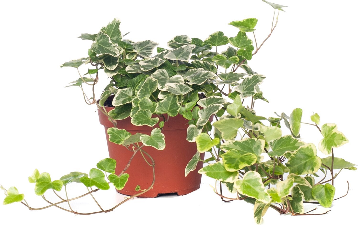 Klimop (Hedera helix 'White Wonder') D 13 H 40 cm