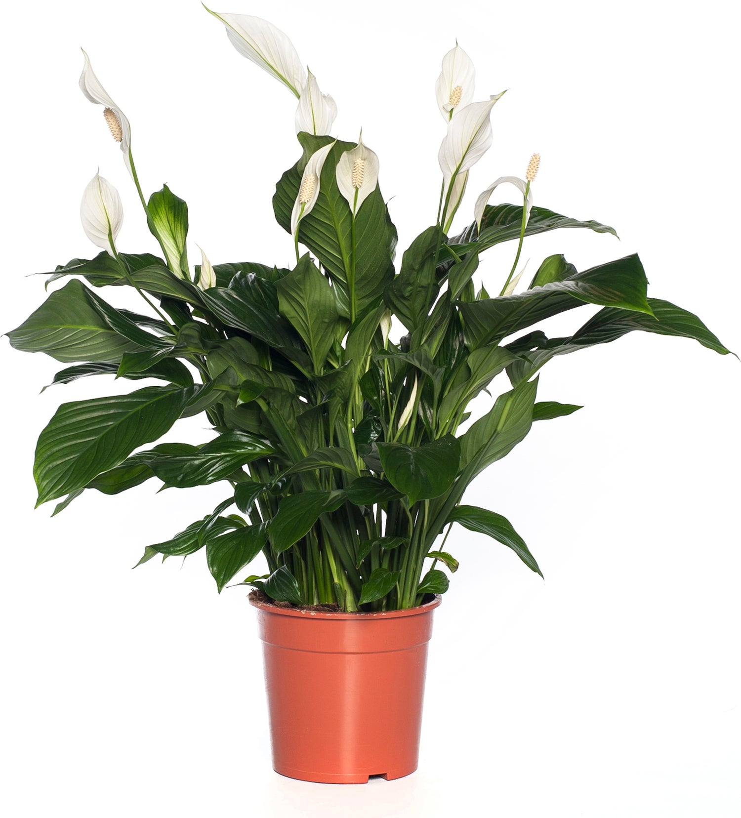 Lepelplant (Spathiphyllum 'Sweet Lauretta') D 19 H 90 cm