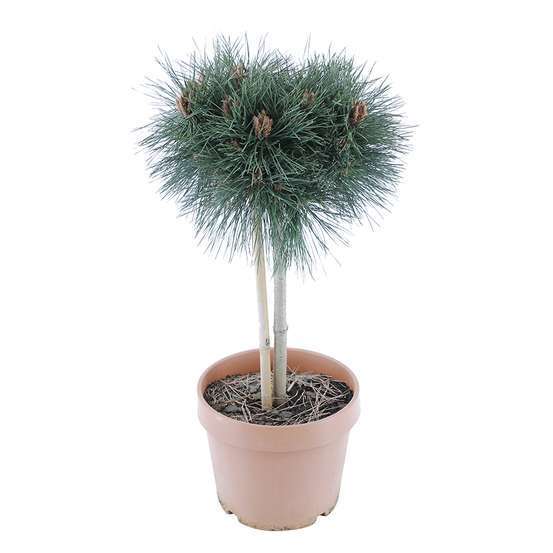 Pinus nigra Pierrick Bregeon : T 40