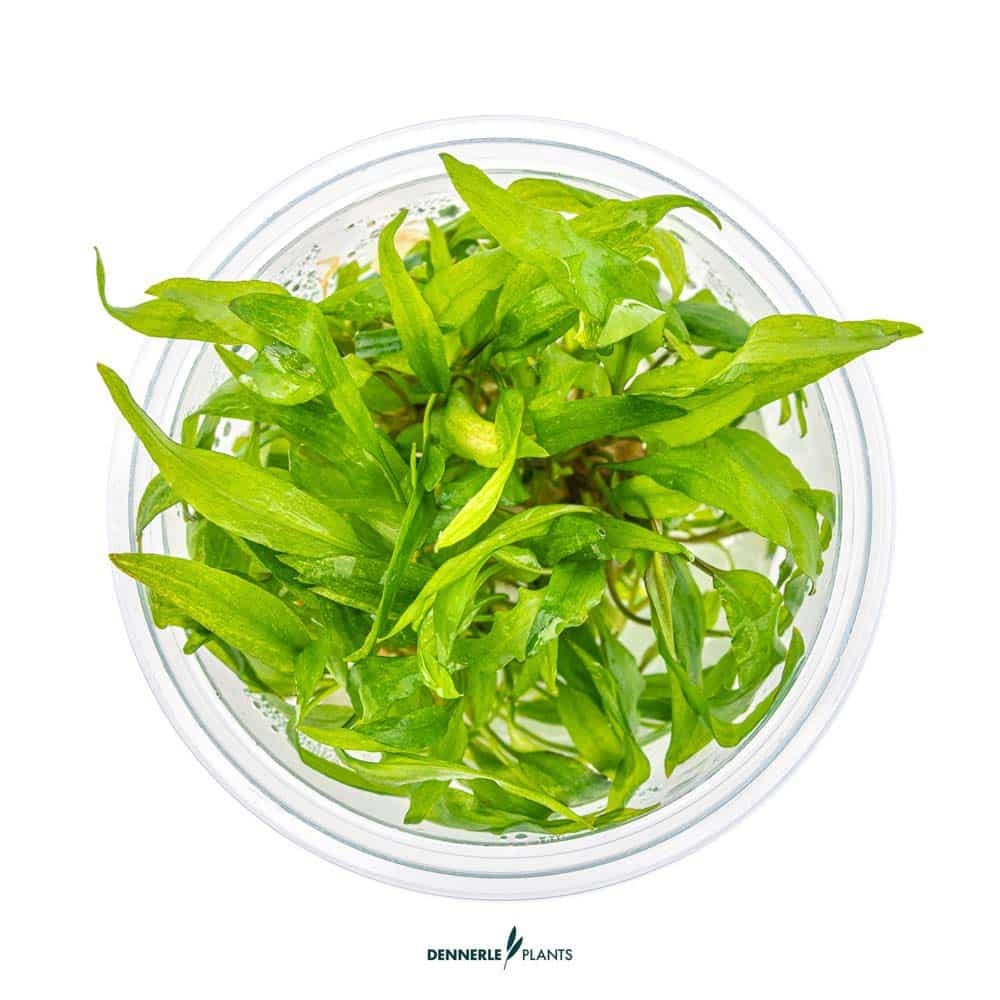 Cryptocoryne wendtii broad leaf in vitro
