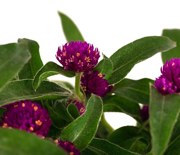 Kugelamaranth
