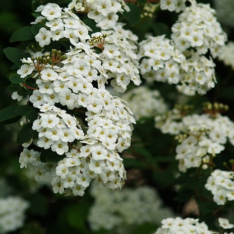 Buketspirea 50-80 - hæk - 10 stk. pr. bundt