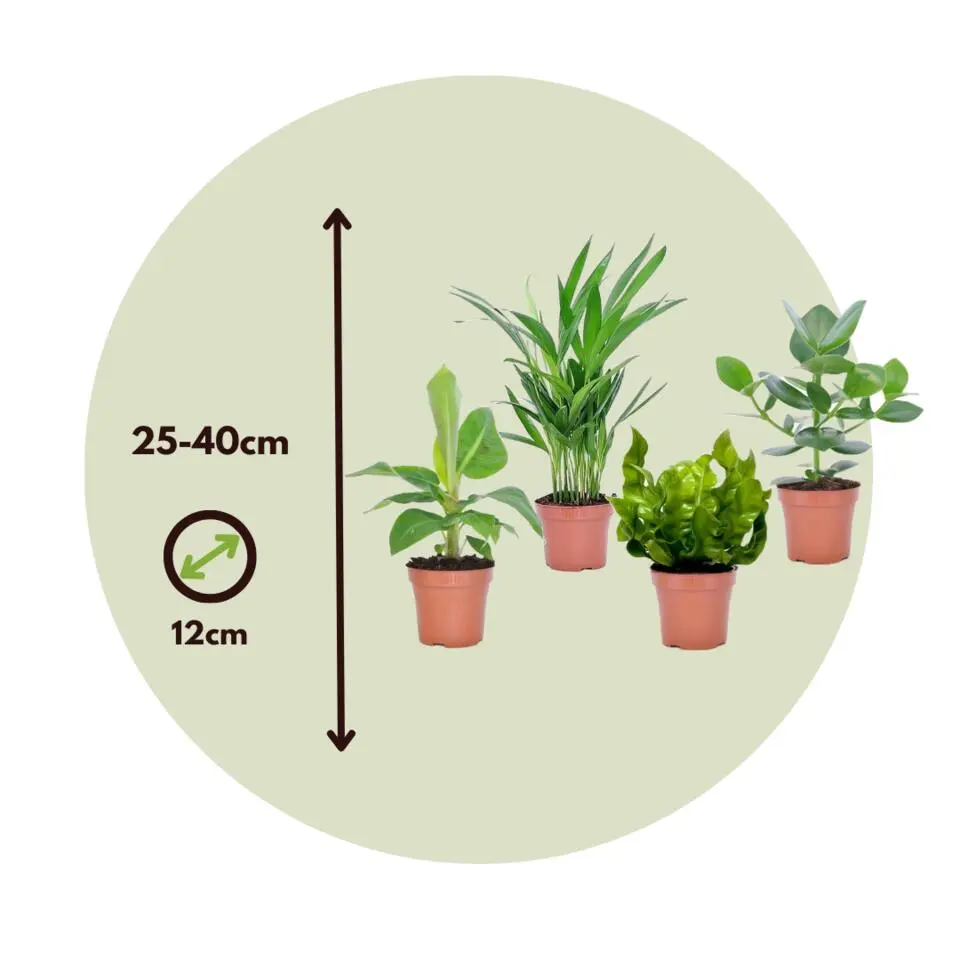 Kamerplanten - Set van 4 - Areca Asplenium Clusia Musa - Hoogte 25-40cm - ⌀12cm