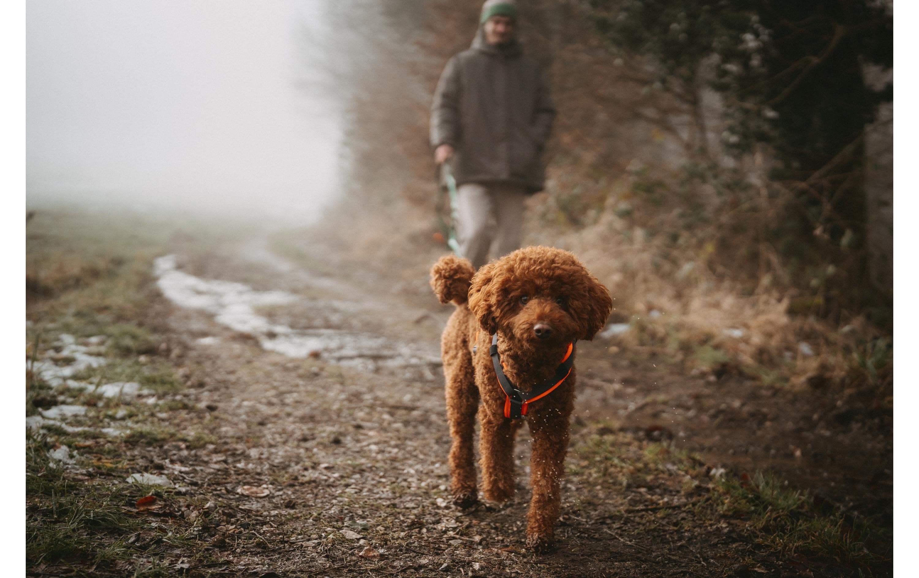 Geschirr Maldon UP L orange/grauHundegeschirr