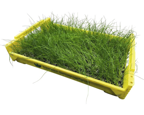 Biologische groentezaailingen, groentesoorten los met kluit/potgrond