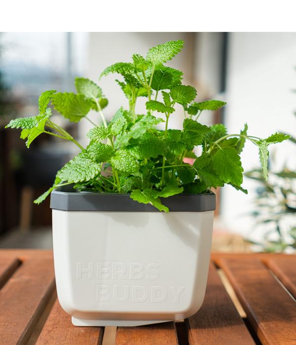 Gusta Garden Kräutertöpfe Herbs Buddy, ca.