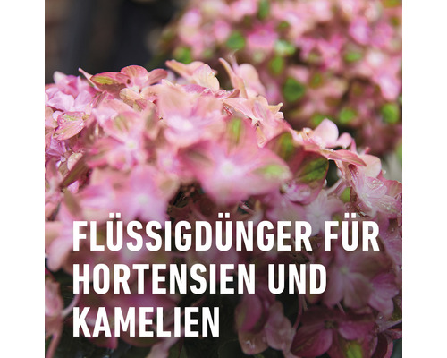 Hortensia- en cameliameststof COMPO 1 L, vloeibare meststof ook voor rododendrons en azalea's