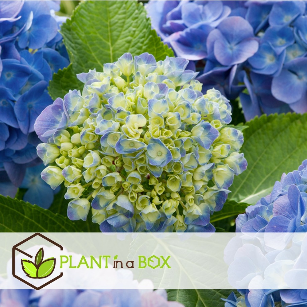 Hydrangea macrophylla - bleu - set de 6 - hortensia - pot 9cm - hauteur 25-40cm
