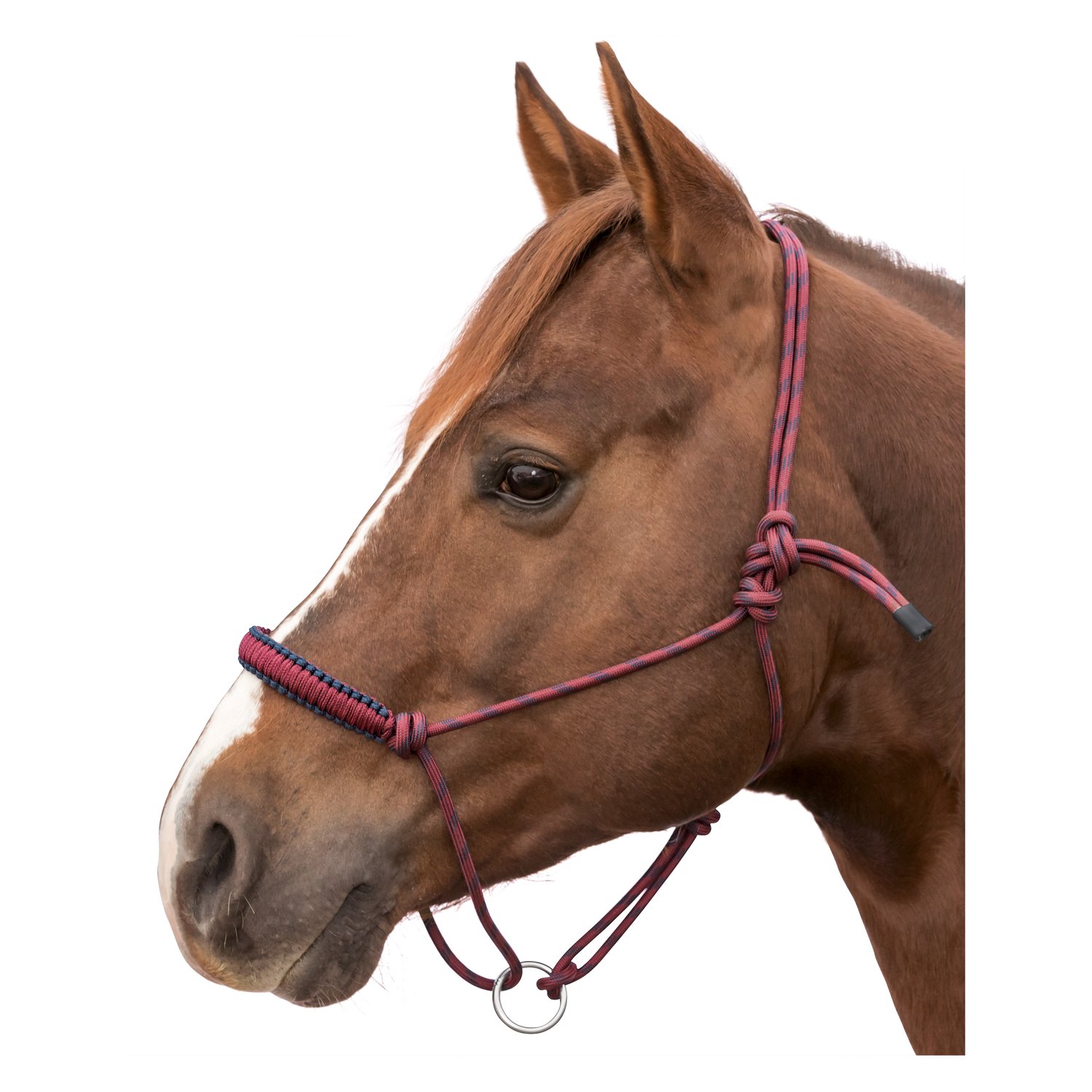 L-pro West Knotenhalfter Bicolor  - bordeaux/navy