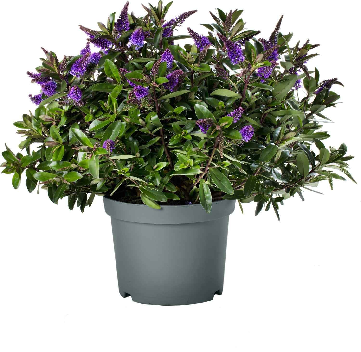 Struikveronica (Hebe hebedonna 'Anna') D 23 H 45 cm