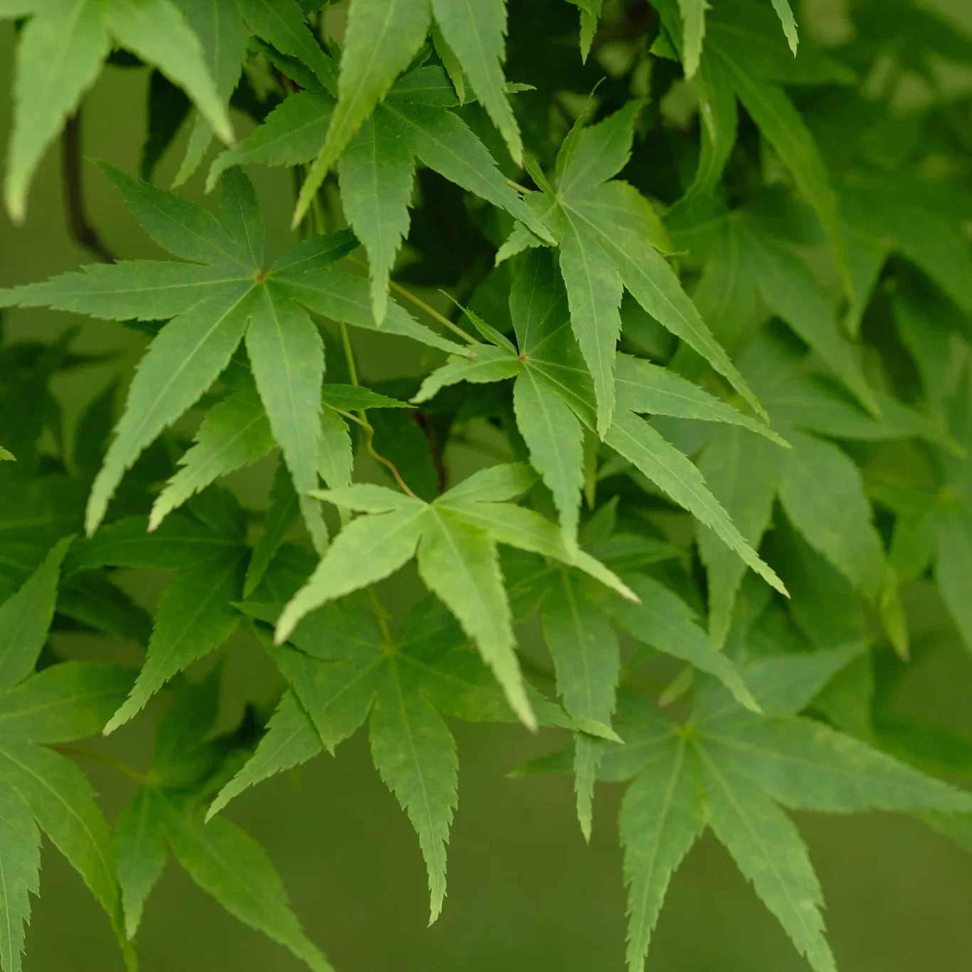 Acer palmatum 'Going Green' Viftelønn 'Going Green' Høyde 100 cm