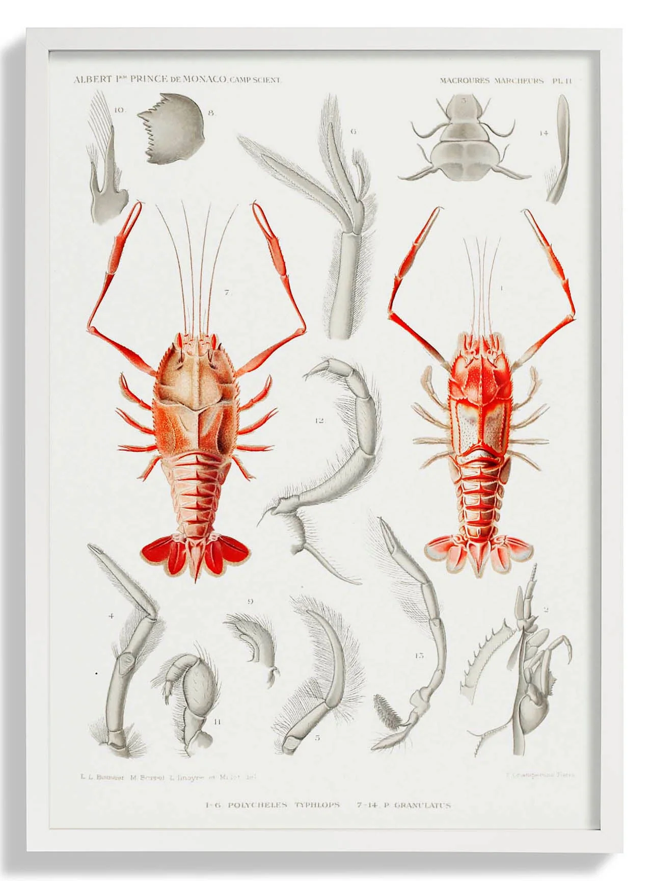 Shrimps Organe