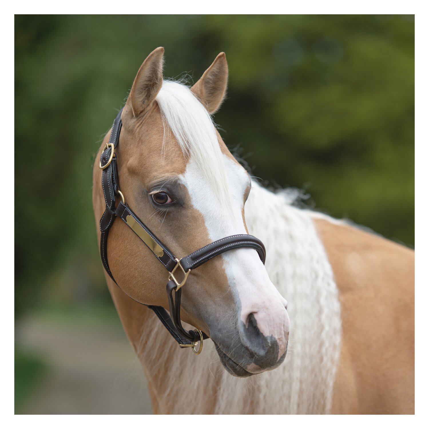 Passion 4Q Lederhalfter mit Plakette  - dark brown