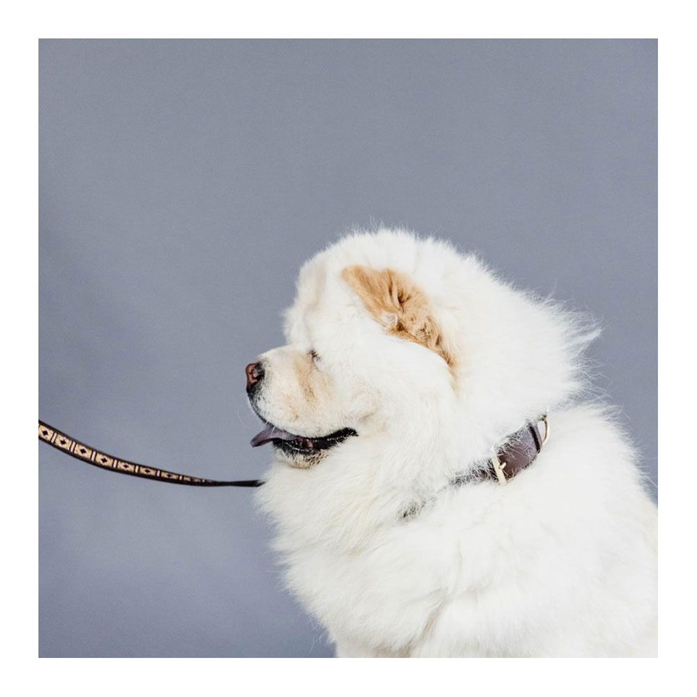 Kentucky PEARLS - Laisse pour chien or