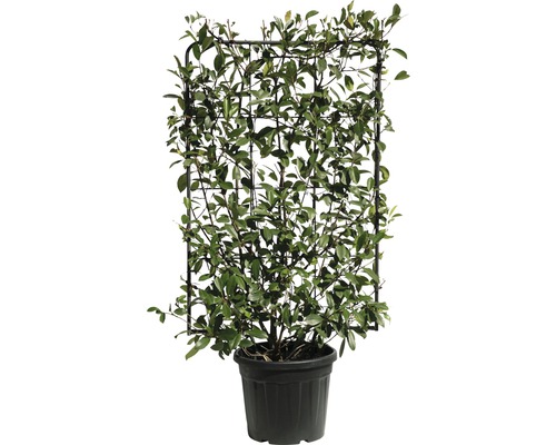Loquat 'Red Robin' trellis FloraSelf Photinia x fraseri 'Red Robin' H120 x B80 cm Co 30 L