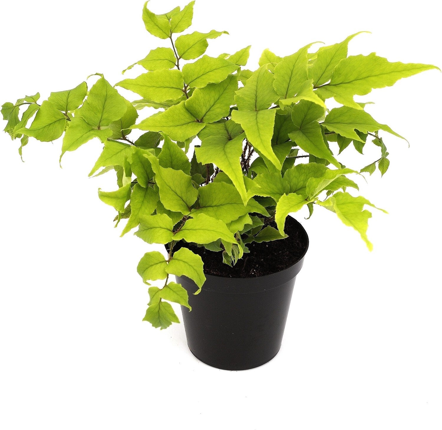 Biologische IJzervaren (Cyrtomium fortunei) D 11 H 15 cm