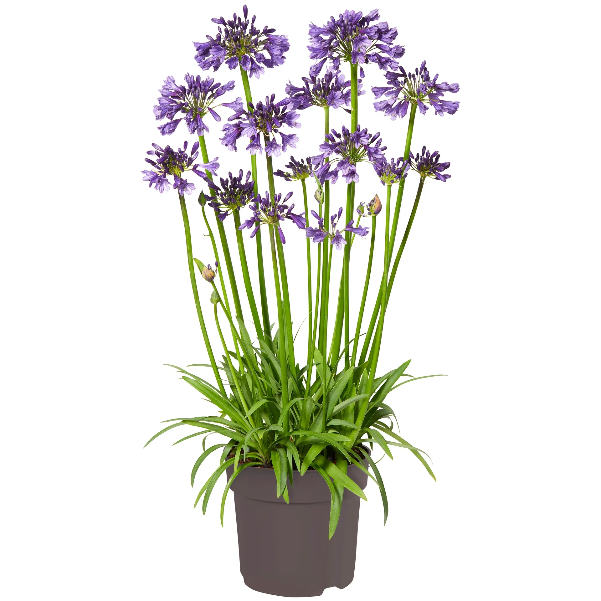 Agapanthus 'Popping Purple' Afrikas blå lilje 'Poppin Purple’ Ø19 cm