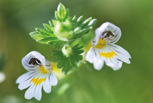 Weleda Ogentroost Oogdruppels Ampullen 20ST