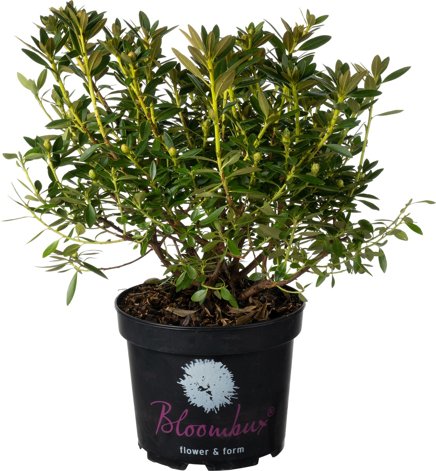 Kleinbladige Rhododendron (Rhododendron micranthum 'Bloombux') D 17 H 20 cm