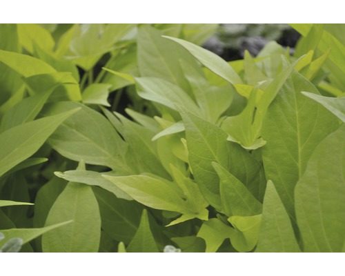 Sierzoete aardappel FloraSelf Ipomoea batatas 'Sweet Caroline Lightgreen' Ø 12 cm pot