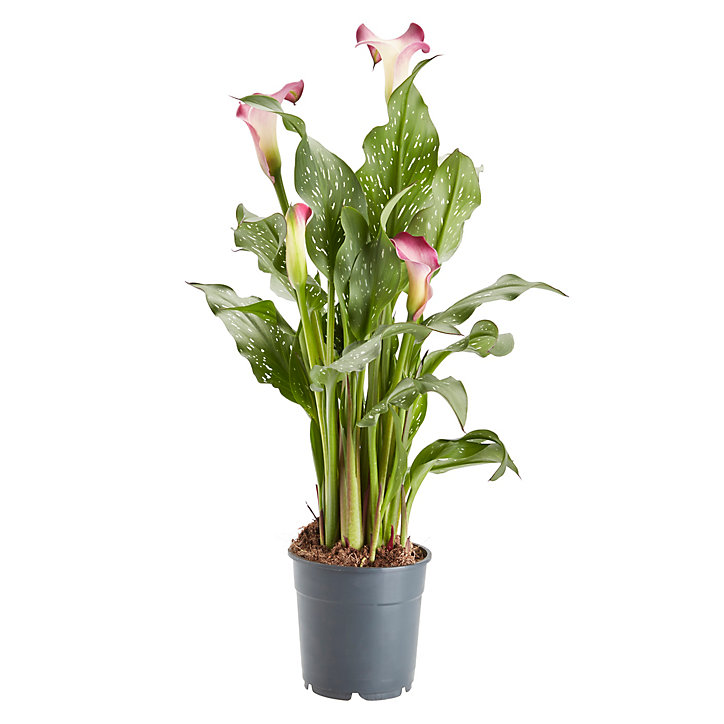 Arum d'Éthiopie , Assortiment, 12cm