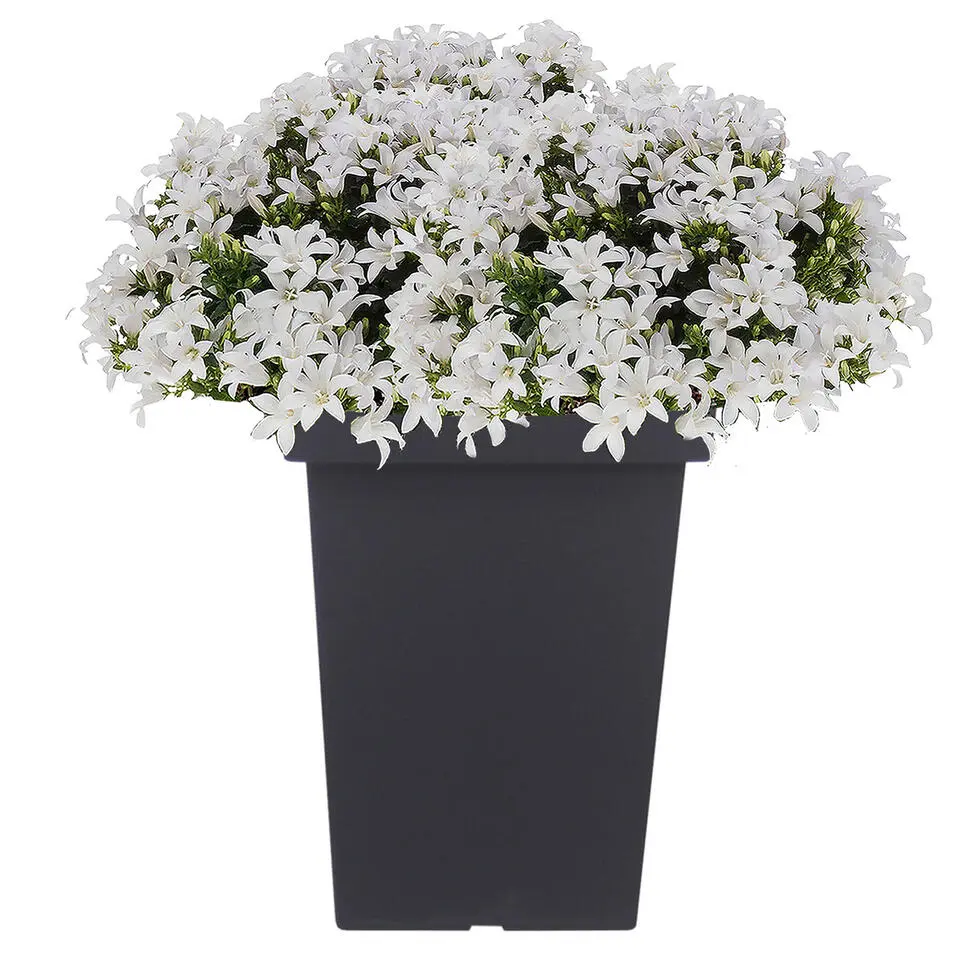 Prosperplast Bloempot - kunststof - antraciet - 23 x 35 cm