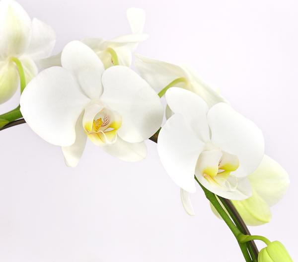Schmetterlingsorchidee - Phalaenopsis