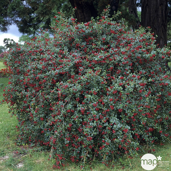 Escallonia ' Red Dream ' : ctr 3 litres