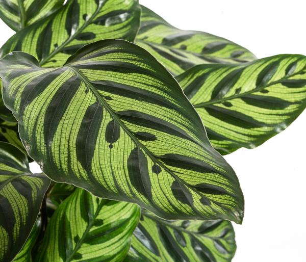 Korbmarante - Calathea makoyana