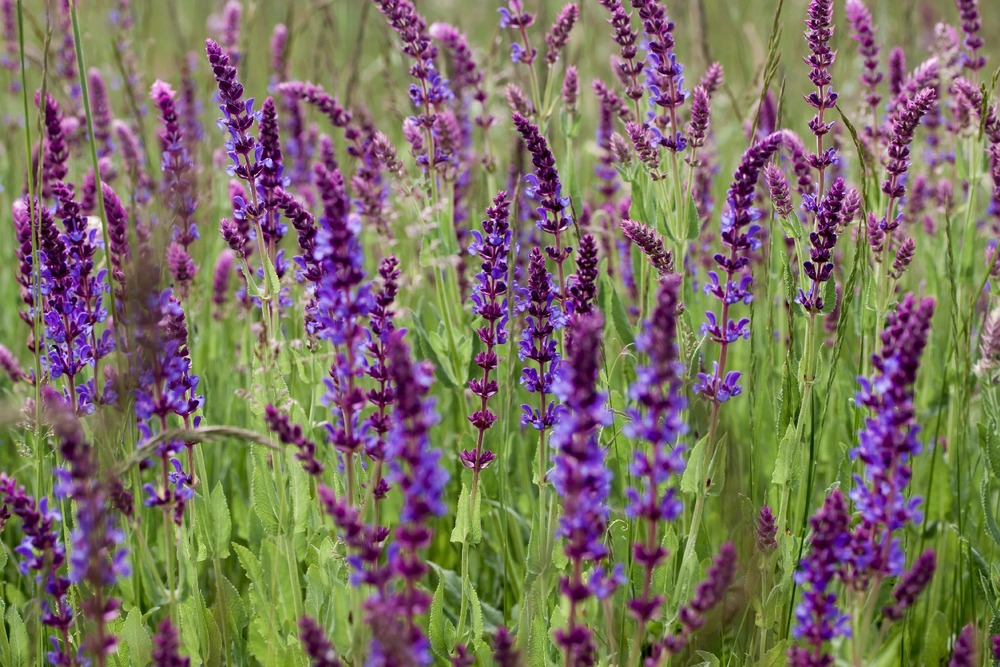 Kit cadeau - bio - sauge - 60 graines - salvia officinalis