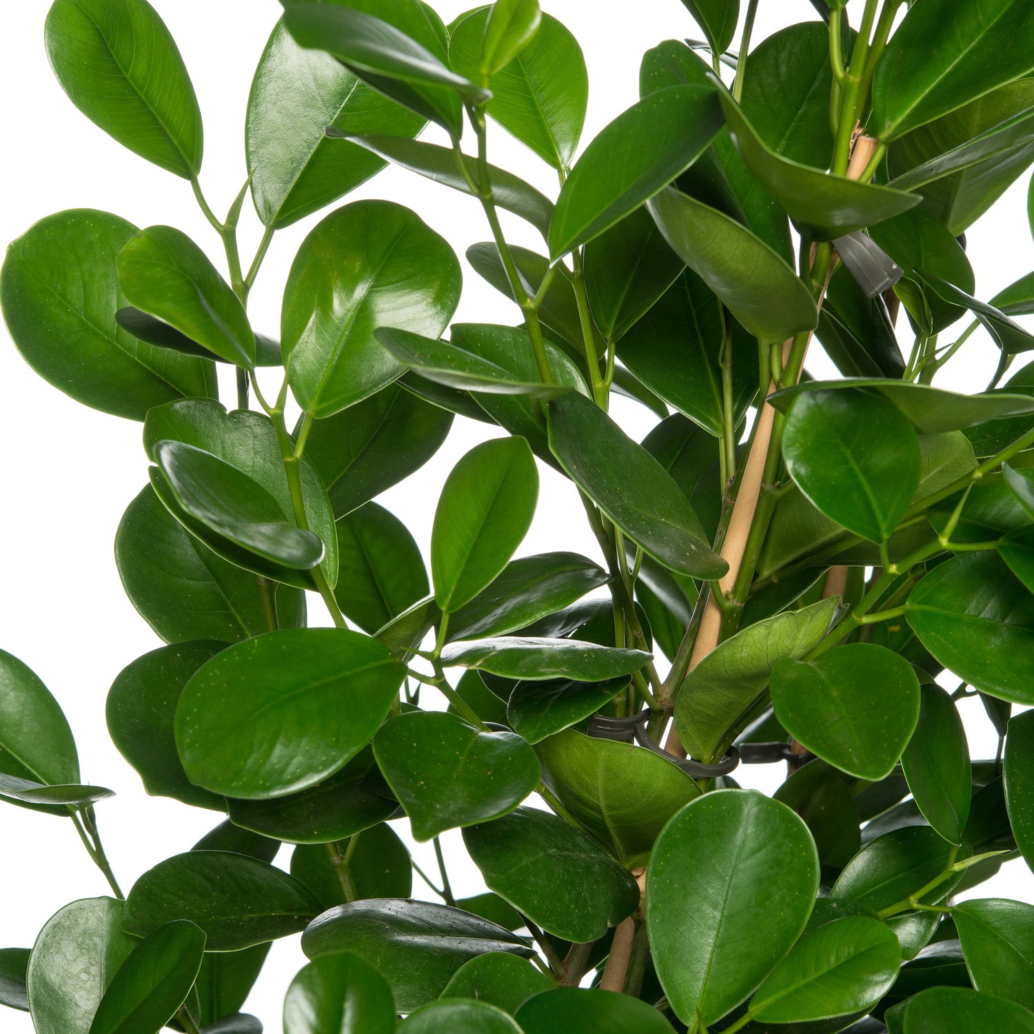 Vijgenboom (Ficus microcarpa 'Moclame') D 24 H 85 cm