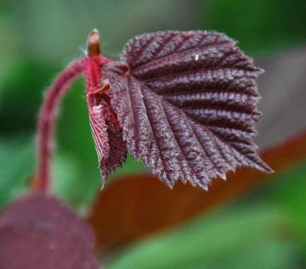 Haselnuss 'Rote Zellernuss'