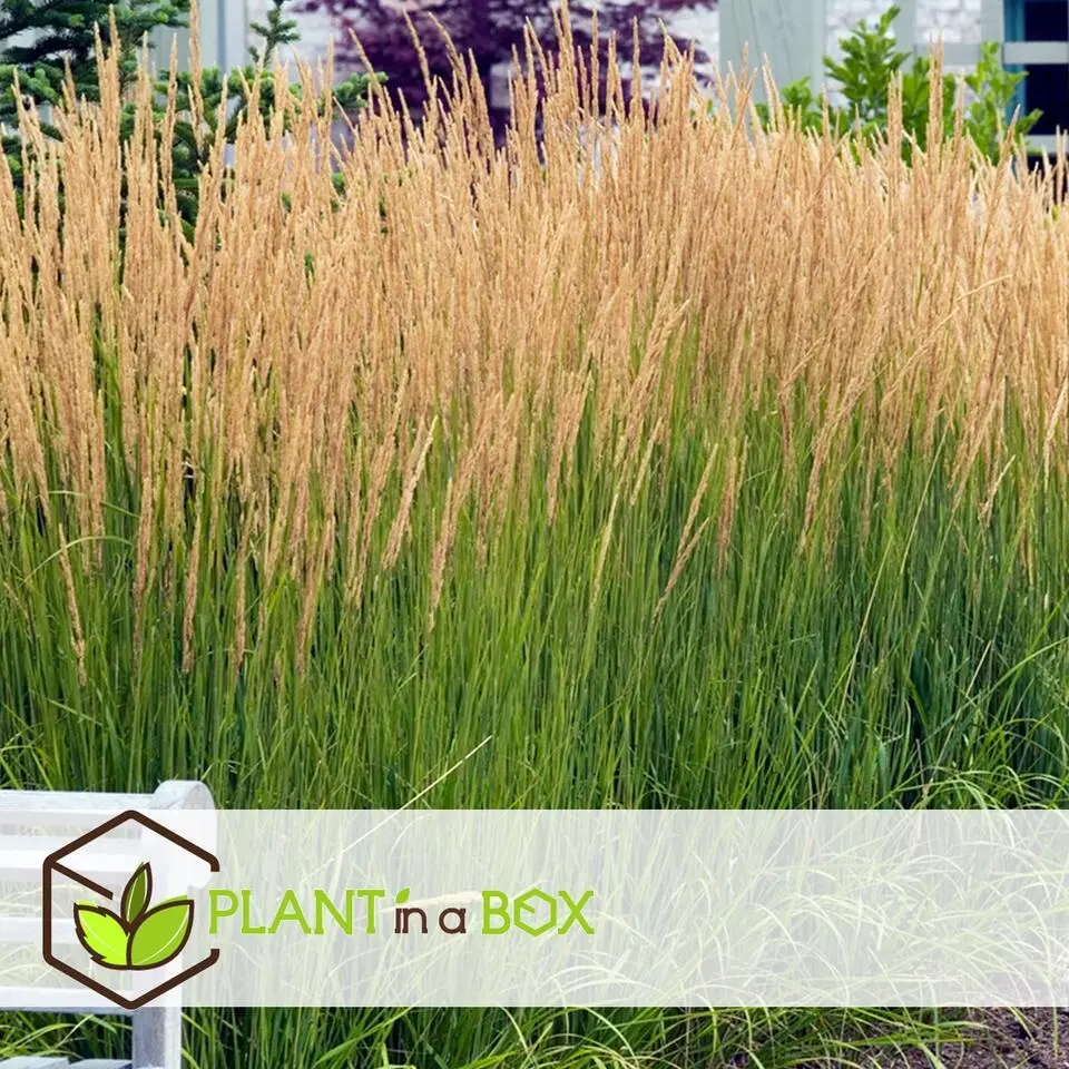 Struisriet - Calamagrostis 'Karl Foerster' - Hoogte 40-60cm - ⌀23cm