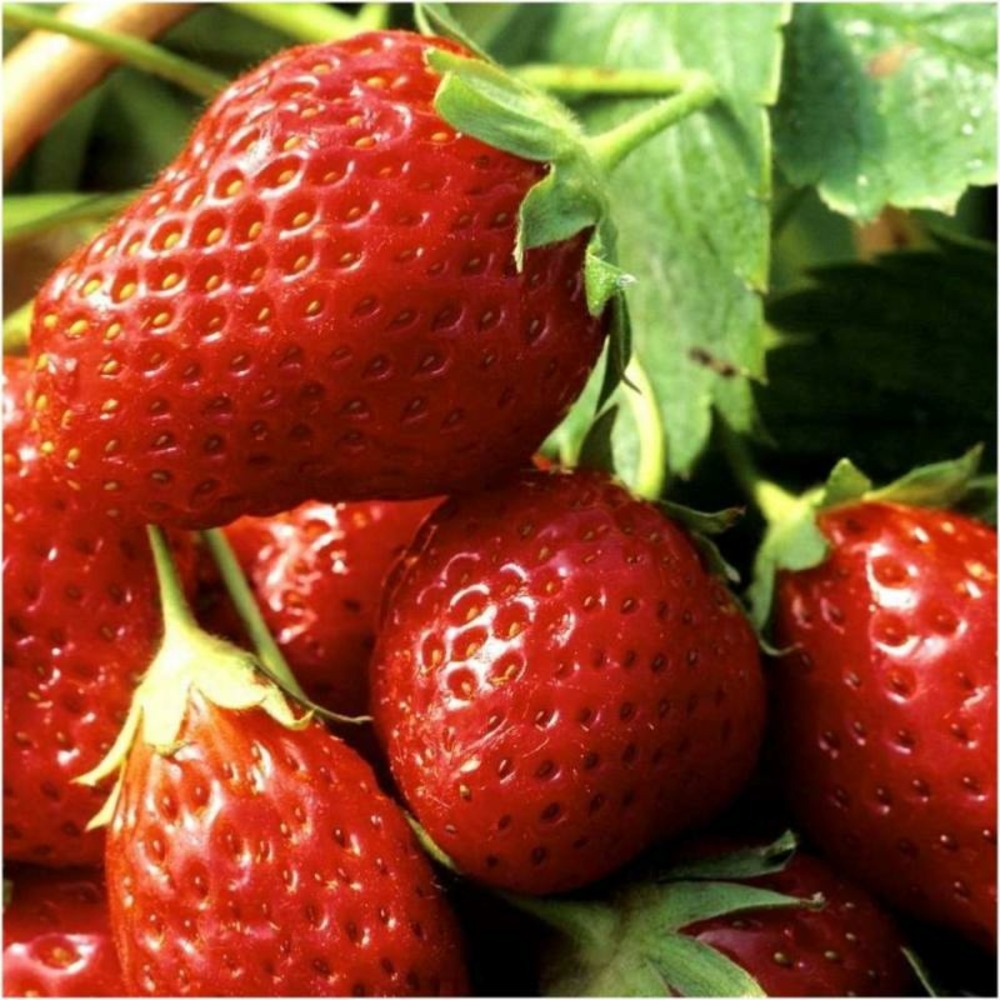 Plant fraisier remontante mara des bois bio