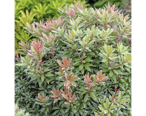 Japanse lavendelheide FloraSelf Pieris japonica 'Little Heath' H 40-50 cm Co 6 L