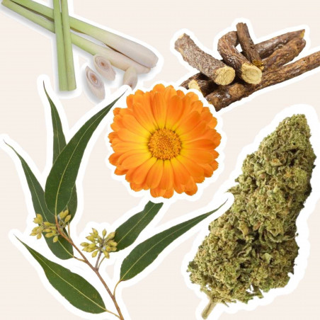 Equilibre Expire, Tisane CBD Bio Eucalyptus