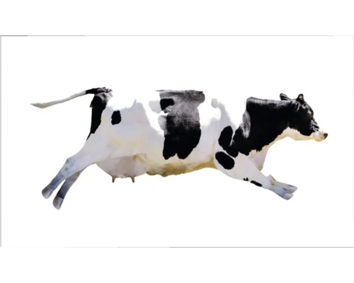 Keukenachterwand mySpotti Profix Flying Cow 100 x 60 cm PX-10060-1963-HB