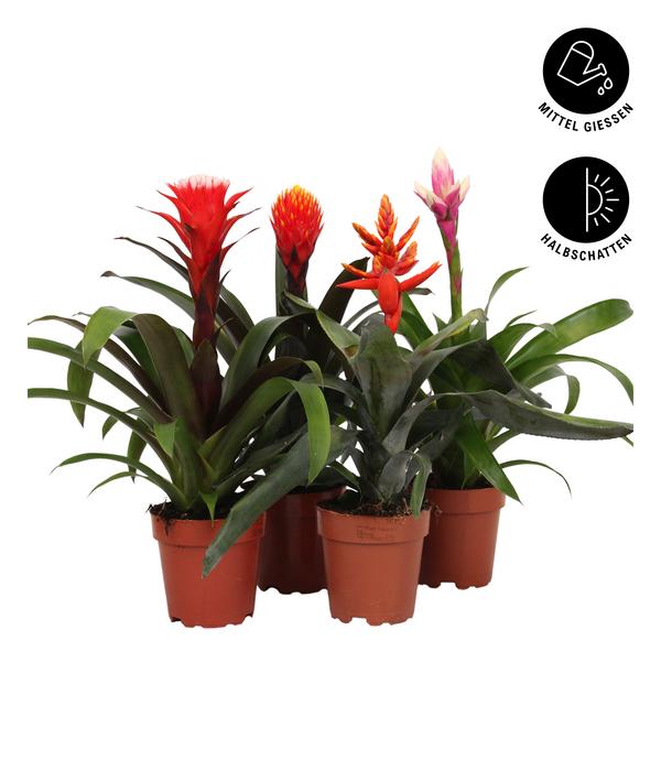 Bromelien-Set, 4-teilig