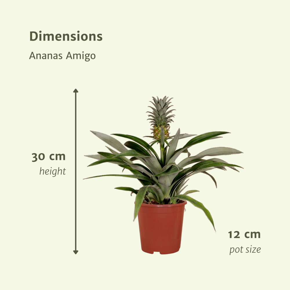Plante d'intérieur - bromelia - lot de 2 30cm