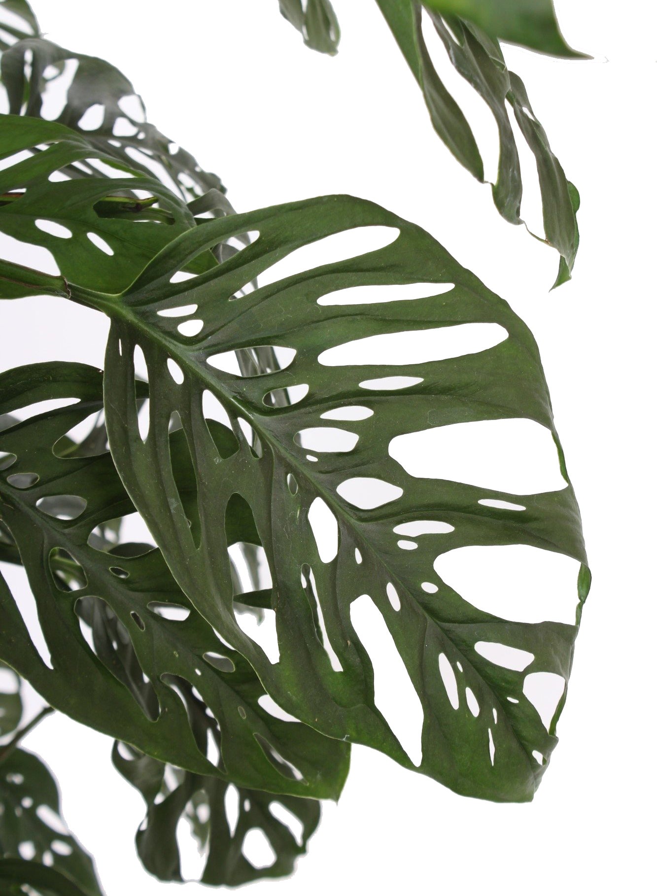 Gatenplant met mosstok (Monstera 'Monkey Mask') D 27 H 150 cm