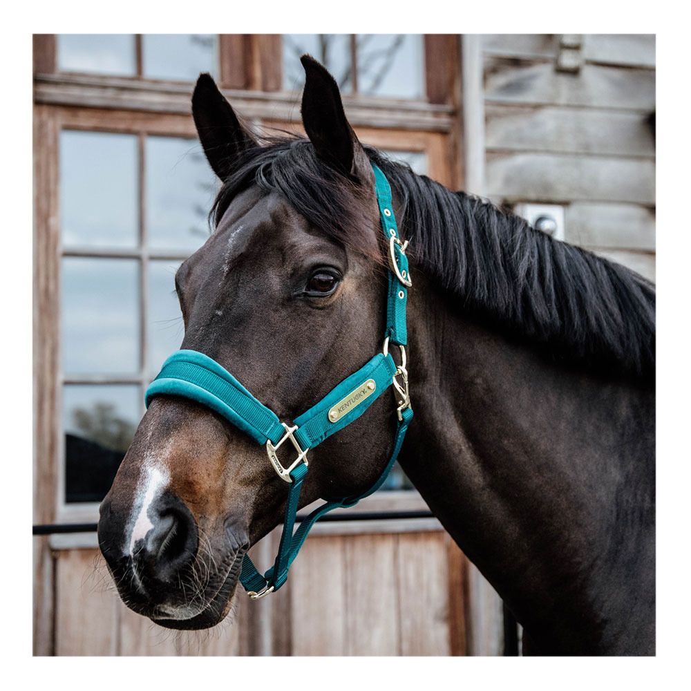 Kentucky VELVET - Licol black