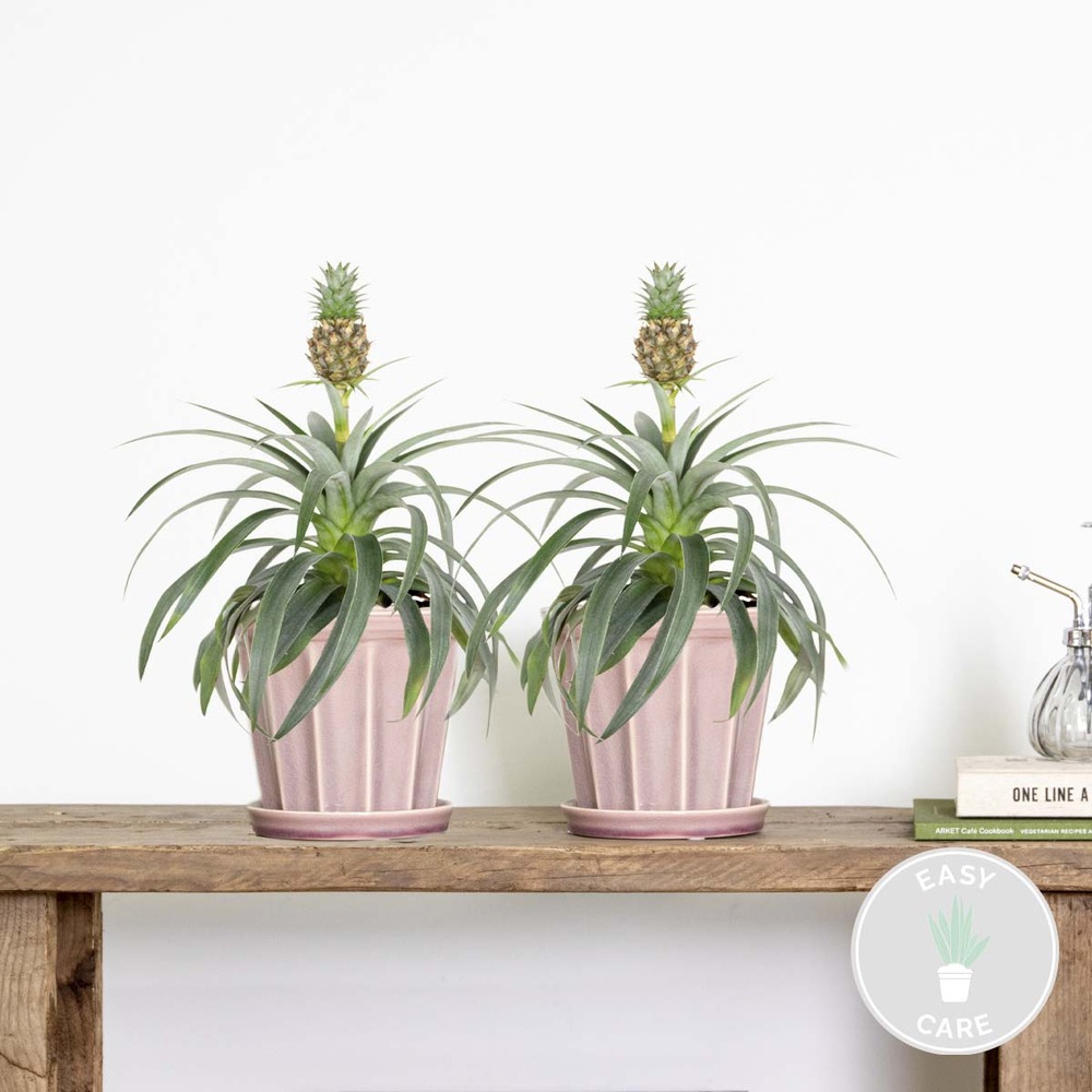 2x ananas comosus 'mi amigo' – plant d'ananas – peu d'entretien – ⌀12 cm – ↕30-40 cm