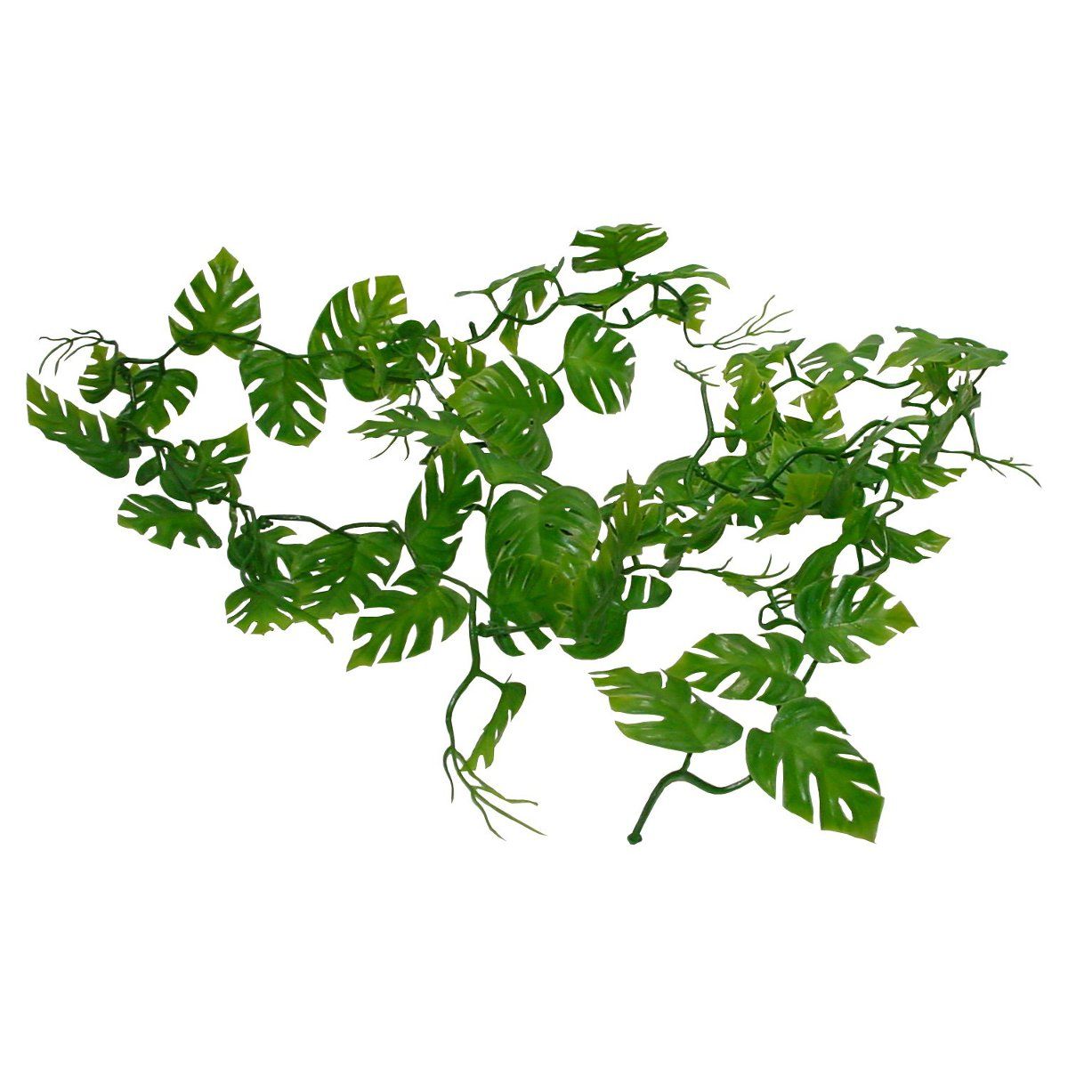 Lucky Reptile - Pothos Ranke