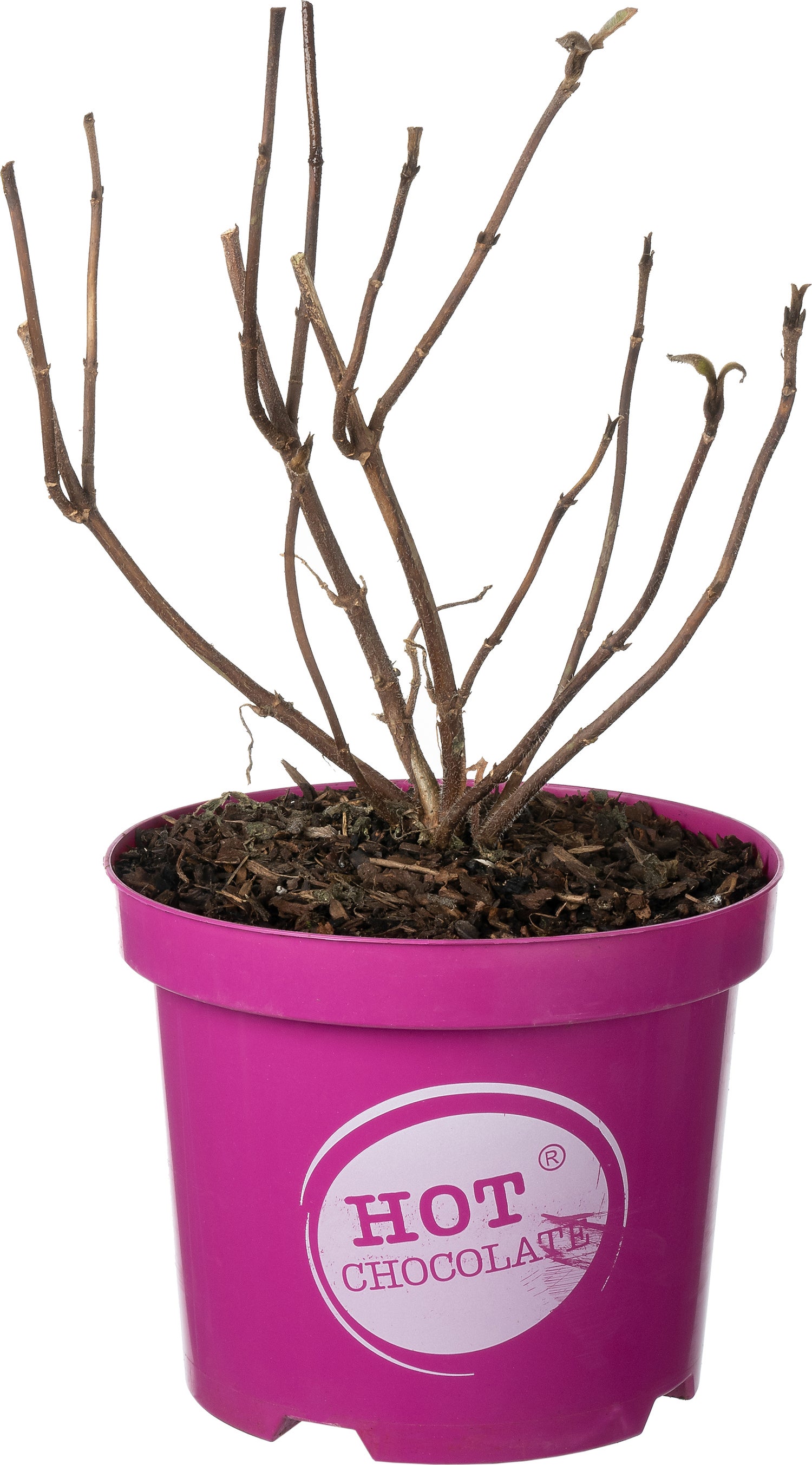 Fluweelhortensia (Hydrangea aspera 'Hot Chocolate') D 19 H 25 cm