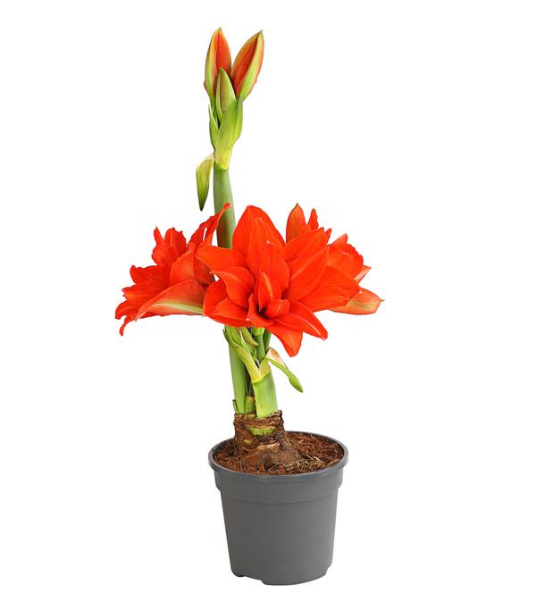 Gefüllte Amaryllis - Hippeastrum,