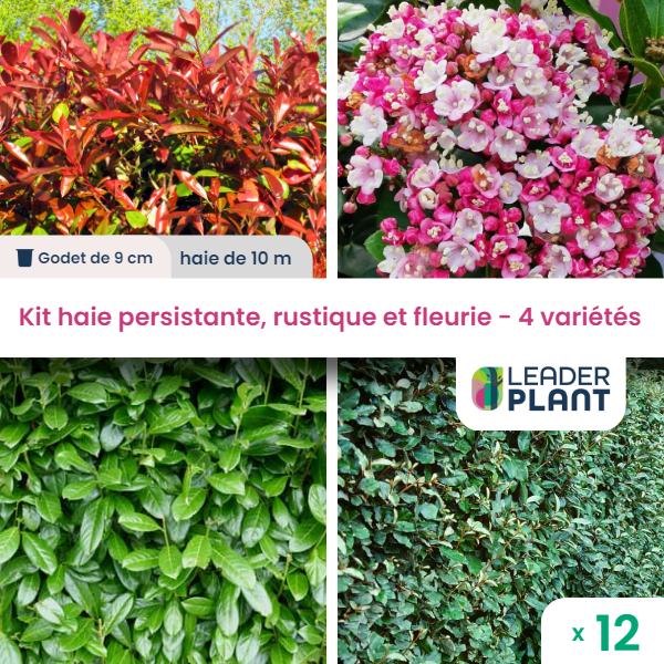 Kit haie persistante, rustique et fleurie - 4 variétés - lot de 12 plants en godet