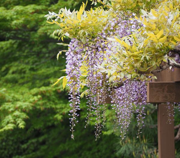 Blauregen 'Amethyst Falls®'